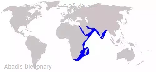 دلفین های گوژپشت